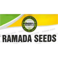 RAMADA SEEDS